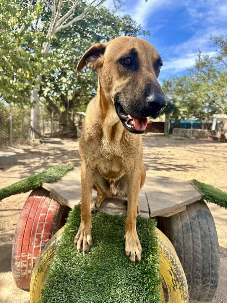 Aquarius, a Adoptable mixed breed in San Jose, CA image 4/6