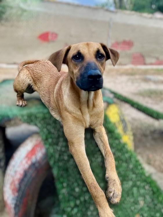 Aquarius, a Adoptable mixed breed in San Jose, CA image 1/6