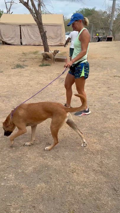 Enlarge Aquarius, a Adoptable mixed breed in San Jose, CA video 2/6
