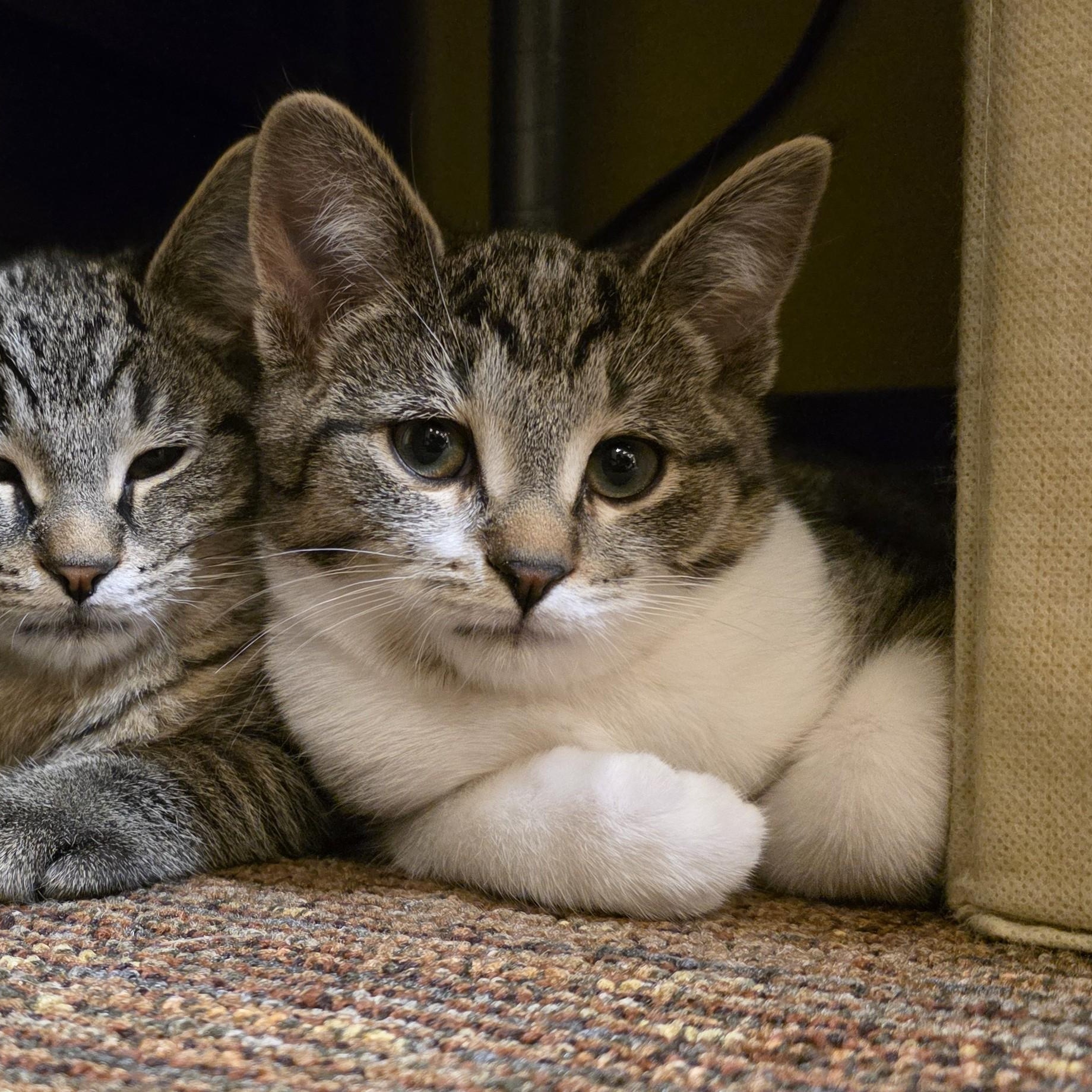 Sangria, Adoptable, Kitten Female Domestic Short Hair.