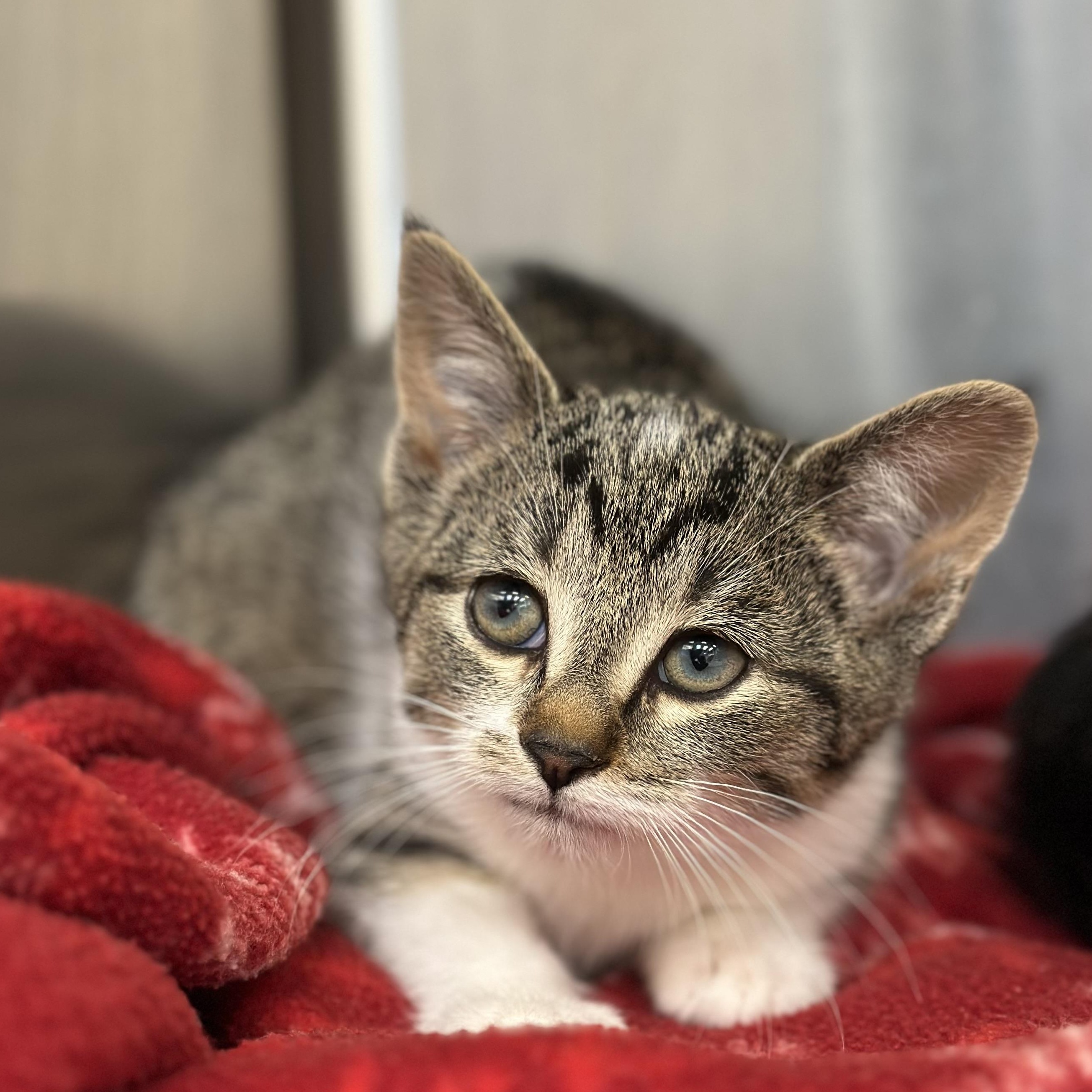 Sangria, a Adoptable Domestic Short Hair in Macomb Twp, MI image 4/4