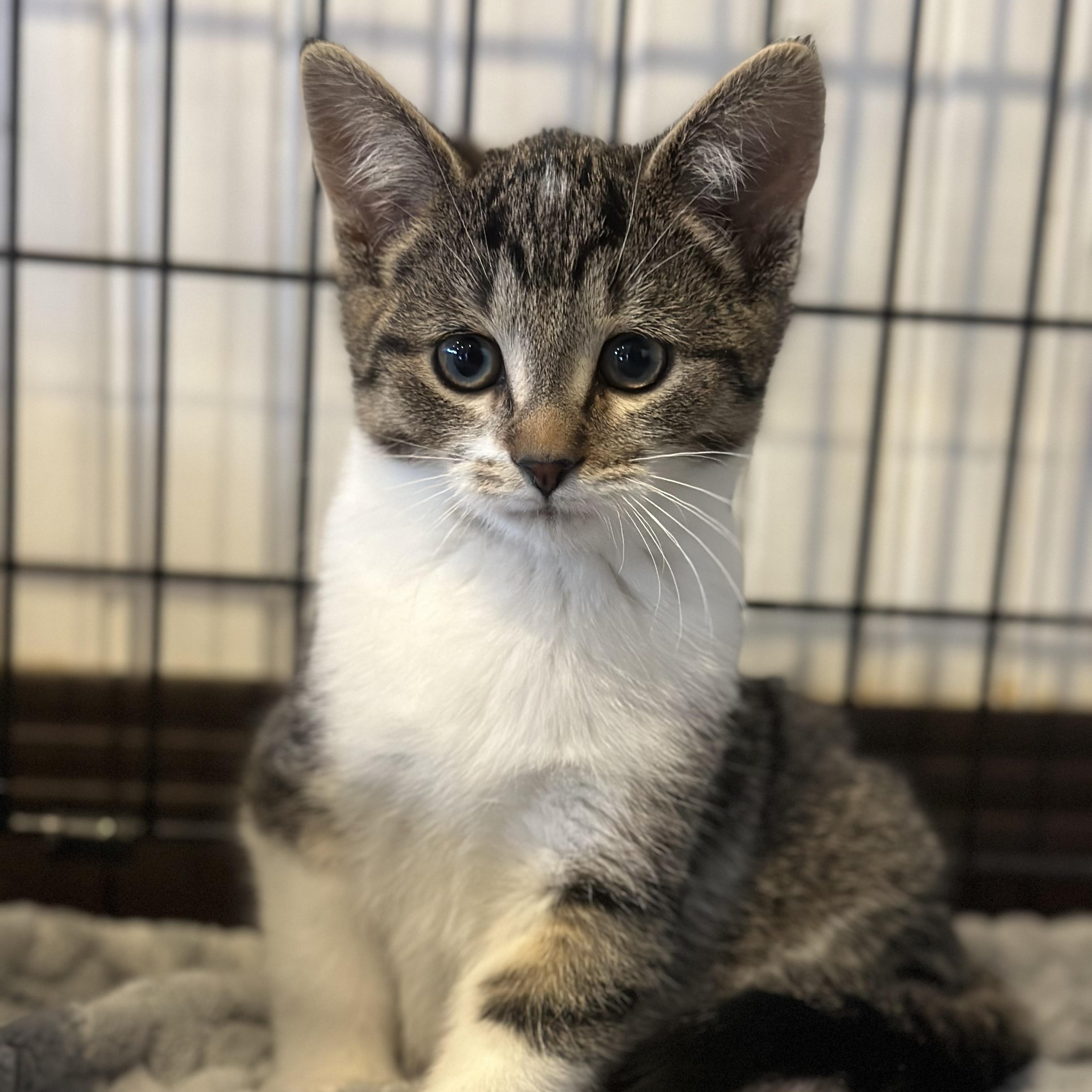 Sangria, a Adoptable Domestic Short Hair in Macomb Twp, MI image 2/4