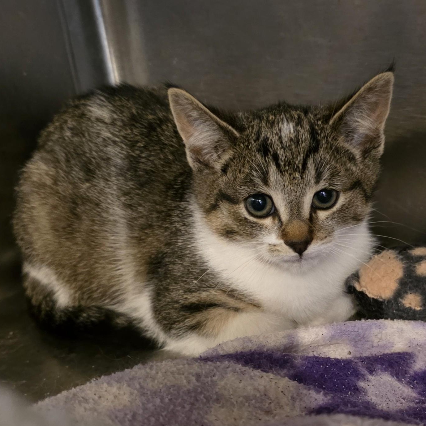 Sangria, a Adoptable Domestic Short Hair in Macomb Twp, MI image 3/4