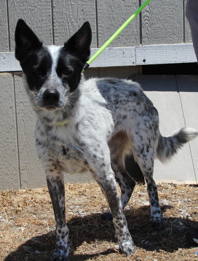 Hilary, Adoptable, Young Female Cattle Dog & Mixed Breed.