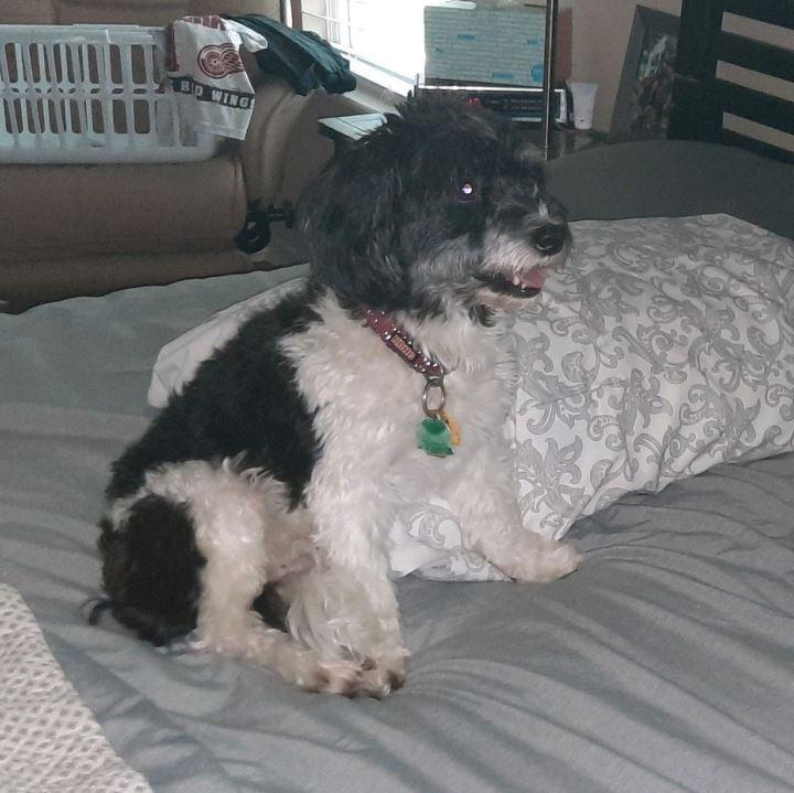 Enlarge George, a Adopted Havanese in Walla Walla, WA image 1/2