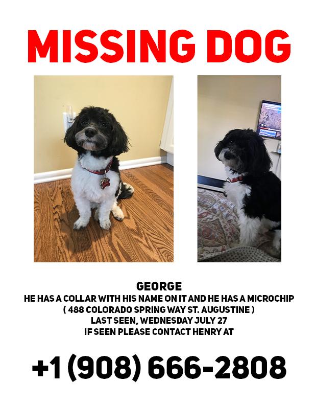 Enlarge George, a Adopted Havanese in Walla Walla, WA image 2/2
