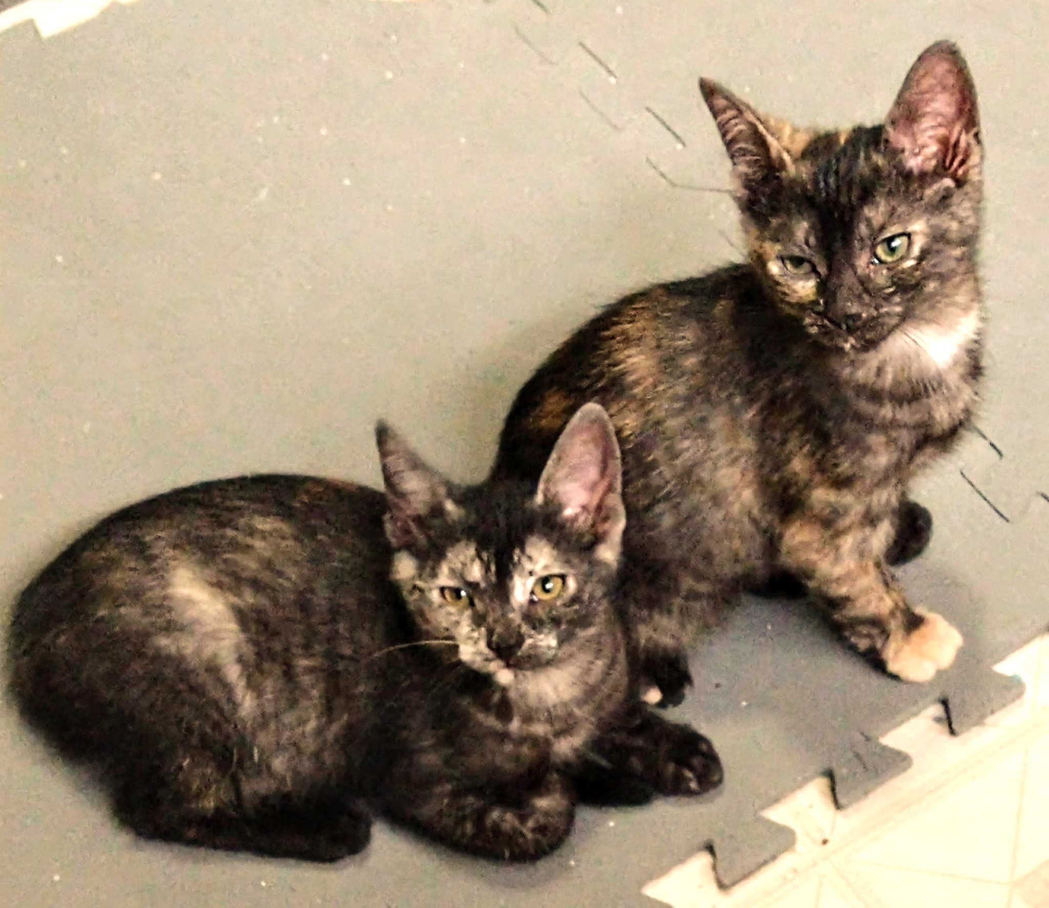 Enlarge PEBBLES, a Adopted Domestic Short Hair in Toronto, ON image 6/6