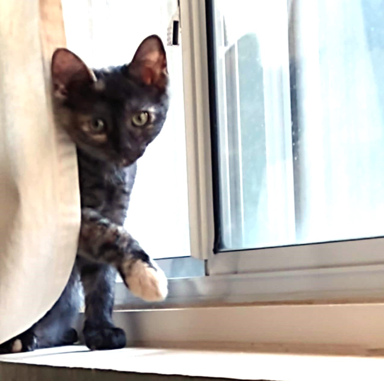 Enlarge PEBBLES, a Adopted Domestic Short Hair in Toronto, ON image 5/6