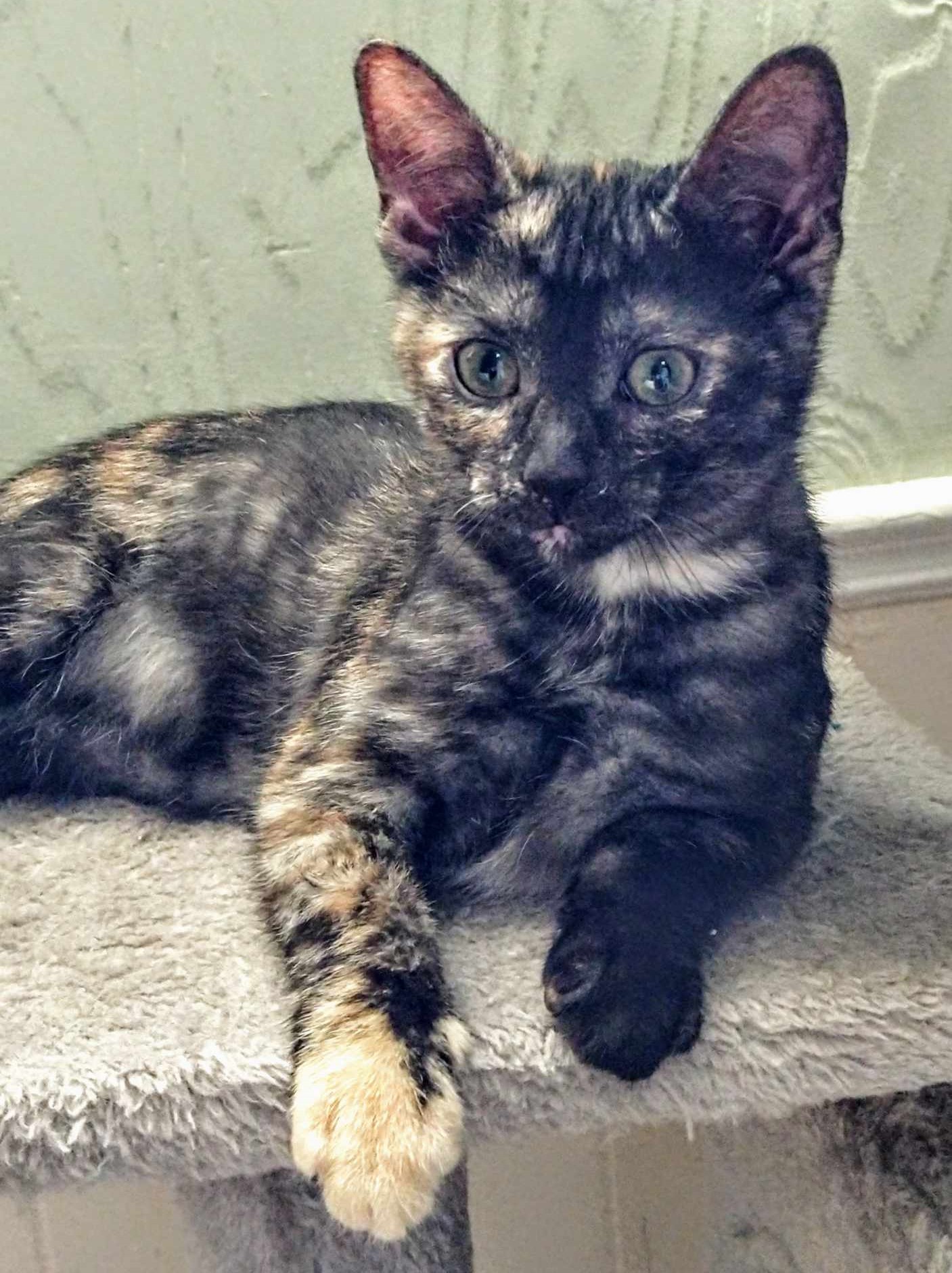 Enlarge PEBBLES, a Adopted Domestic Short Hair in Toronto, ON image 2/6