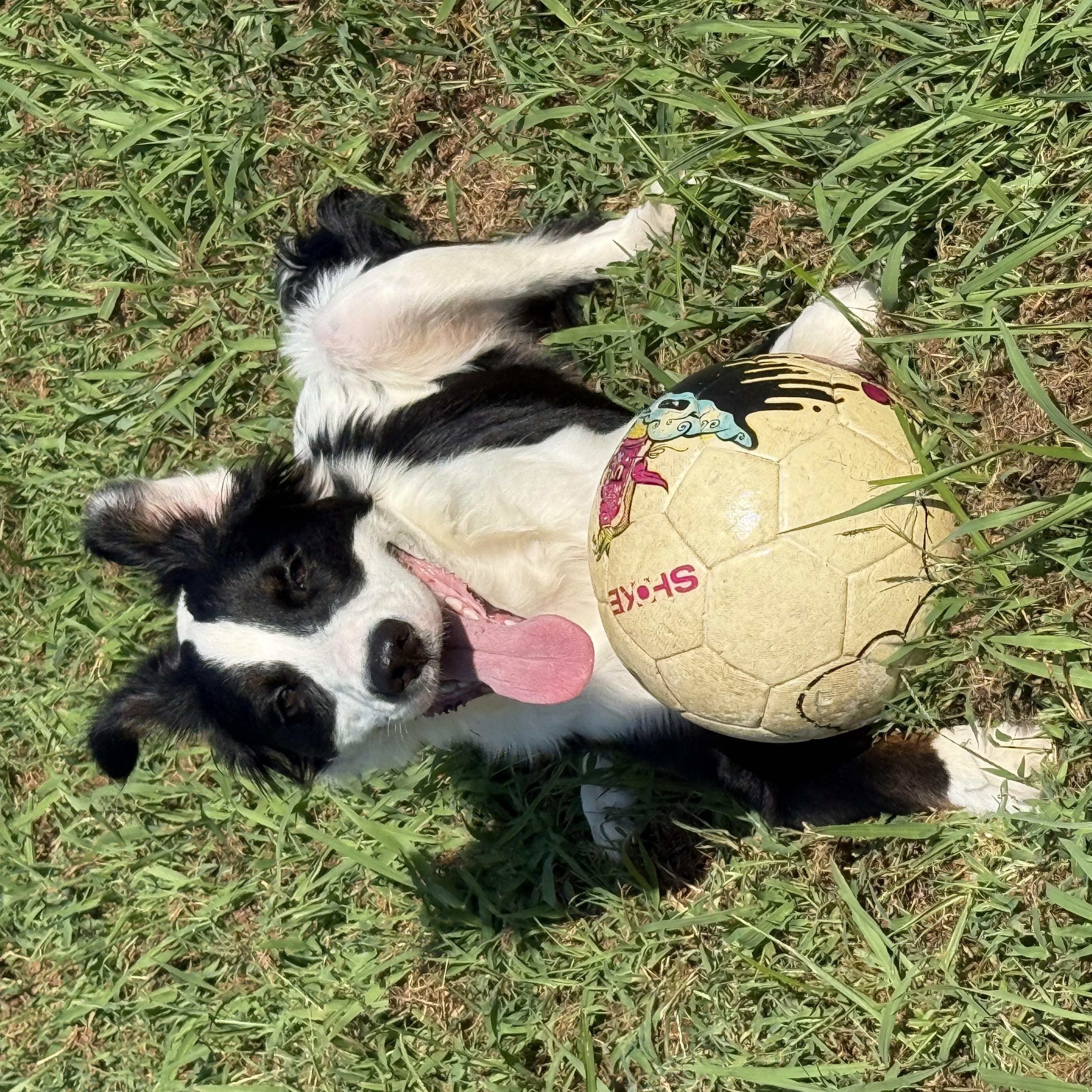 Enlarge Obi (formerly Ringo), a Adoptable mixed breed in Mount Juliet, TN image 2/6