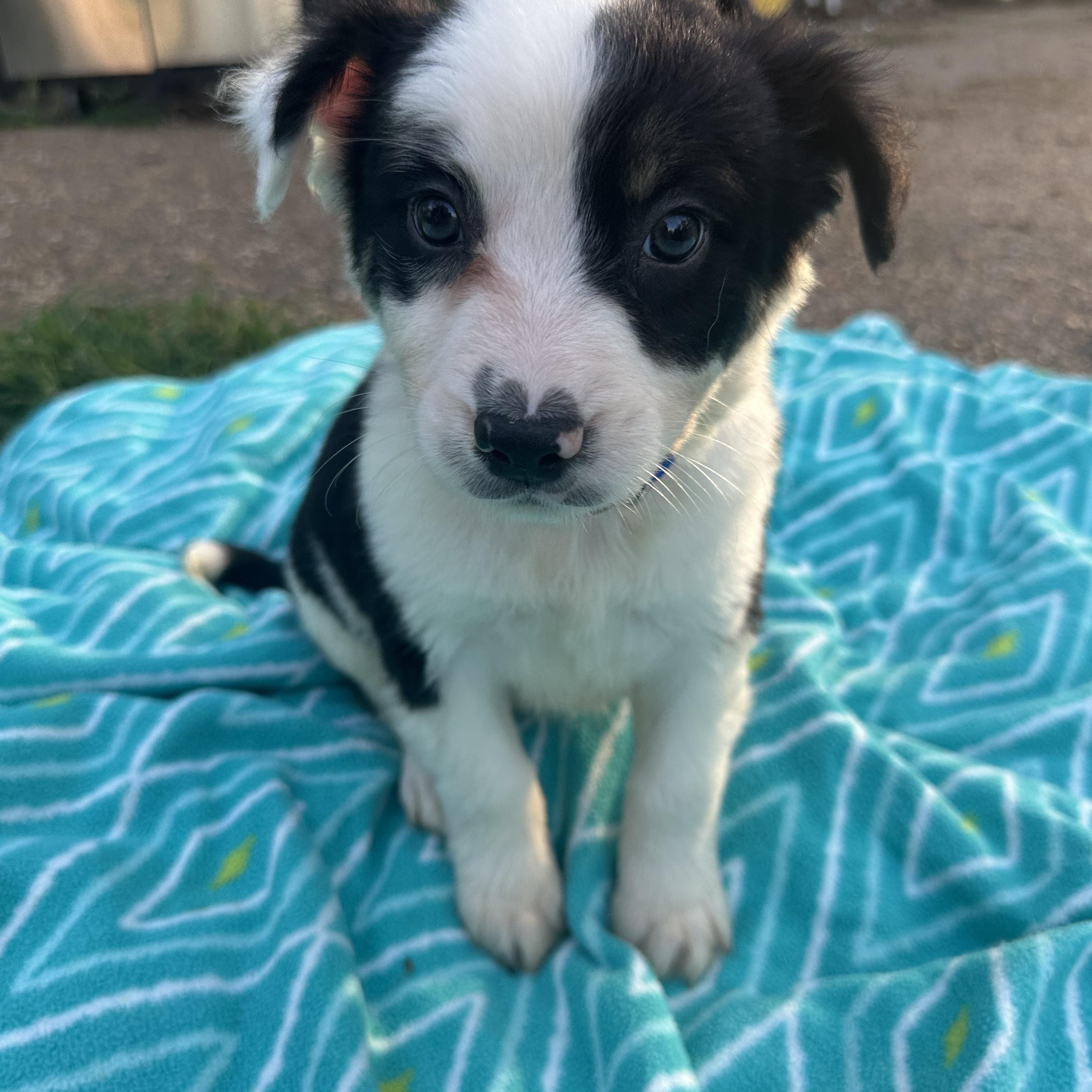 Enlarge Obi (formerly Ringo), a Adoptable mixed breed in Mount Juliet, TN image 5/6