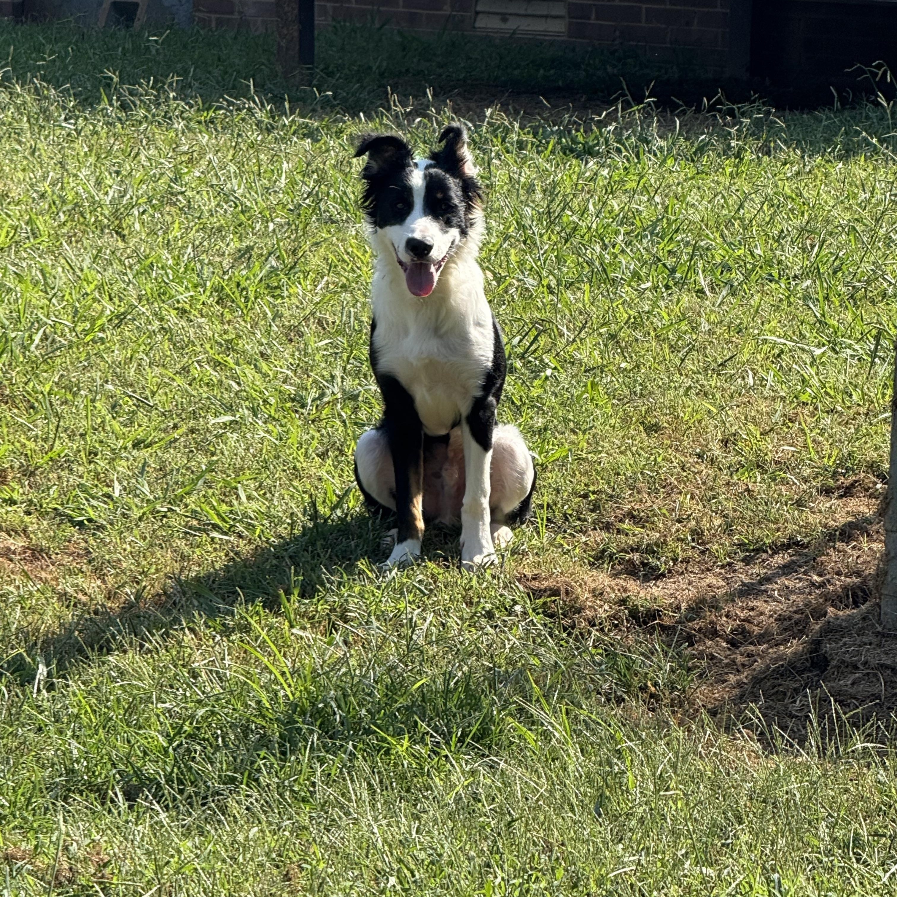 Enlarge Obi (formerly Ringo), a Adoptable mixed breed in Mount Juliet, TN image 3/6