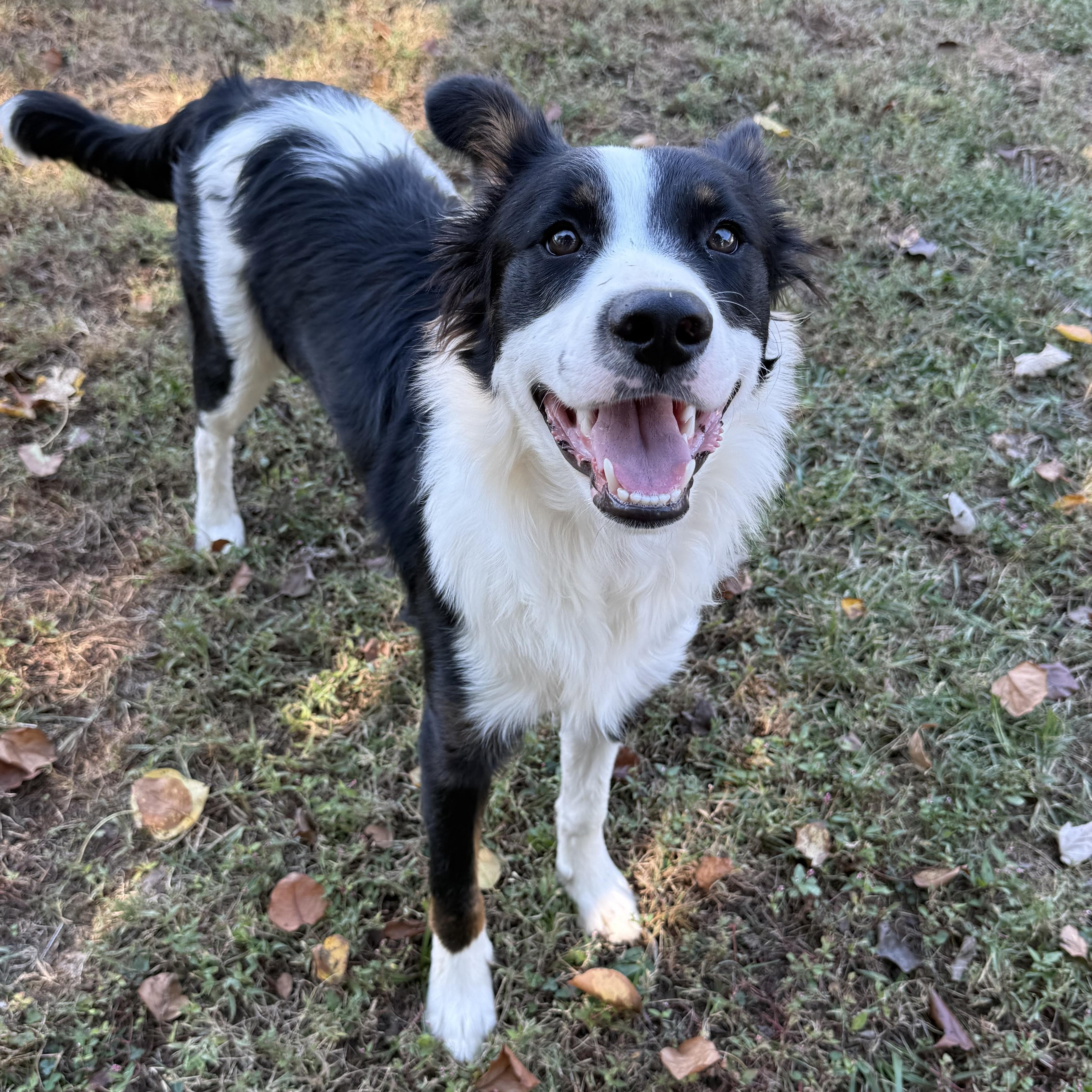 Obi (formerly Ringo), Adoptable, Young Male Australian Cattle Dog / Blue Heeler & American Staffordshire Terrier.