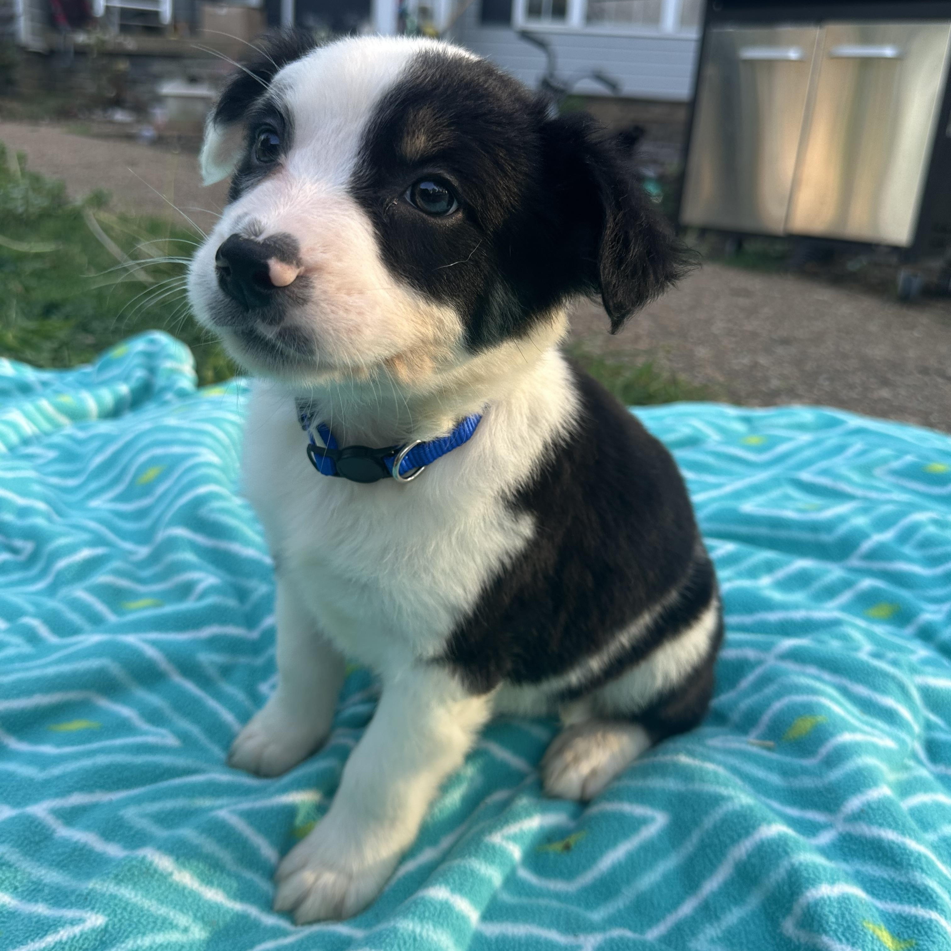Enlarge Obi (formerly Ringo), a Adoptable mixed breed in Mount Juliet, TN image 6/6