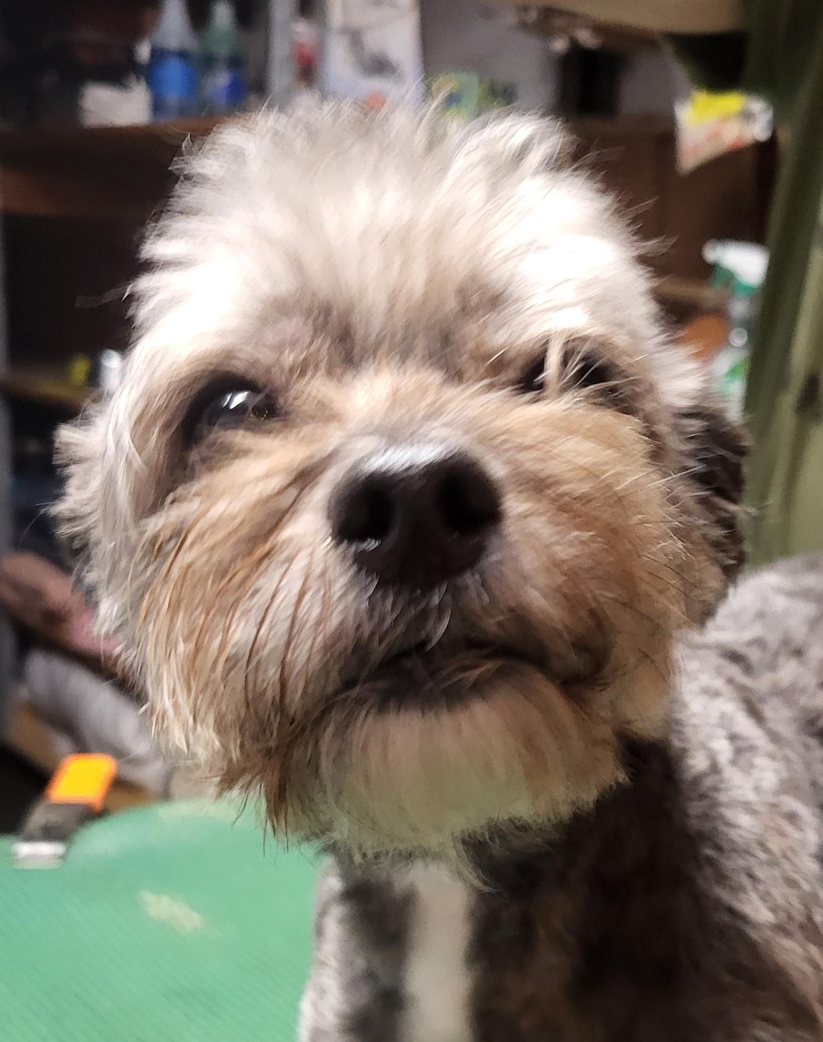 Enlarge Penelope, a Adopted mixed breed in Silver Spring, MD image 1/3