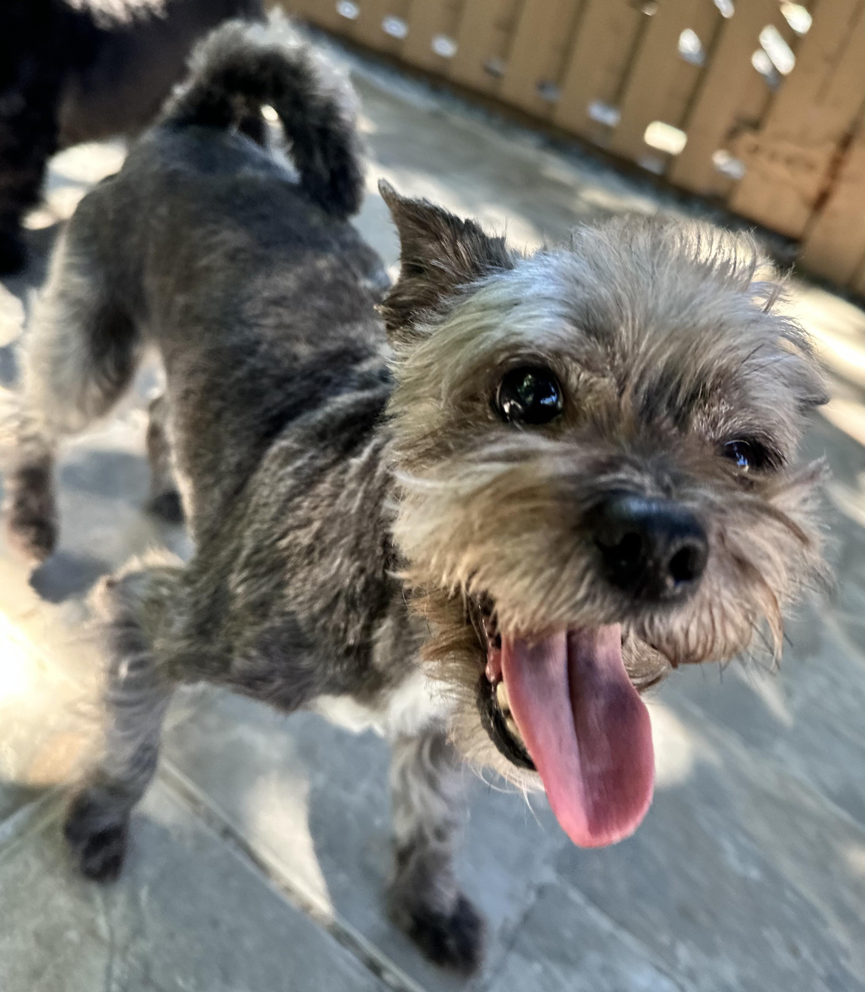 Enlarge Penelope, a Adopted mixed breed in Silver Spring, MD image 2/3
