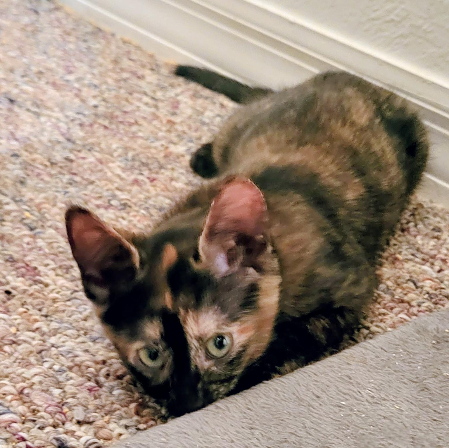 Maya, an adopted Domestic Short Hair in New Port Richey, FL image 2/6