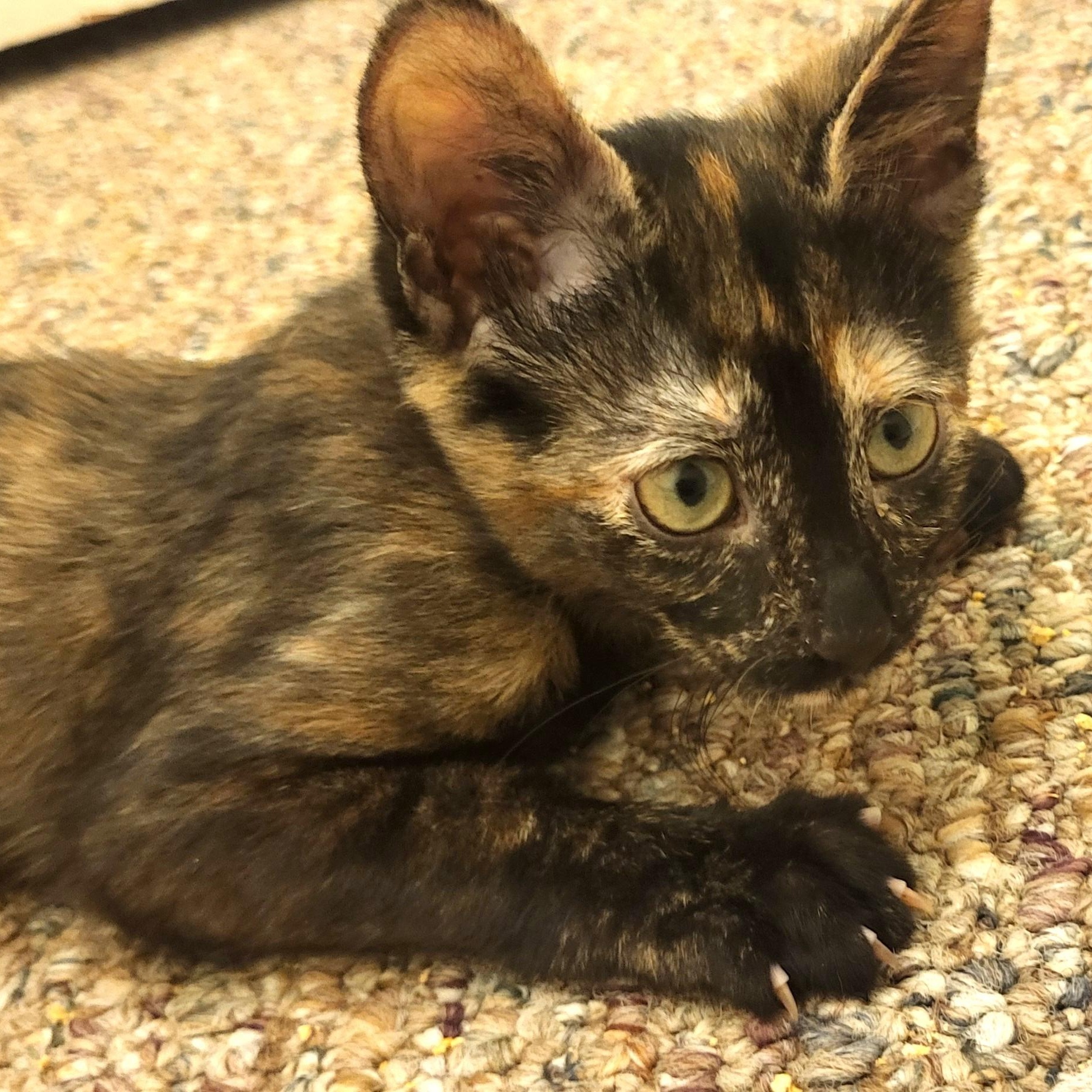 Maya, adopted, Kitten Female Domestic Short Hair.