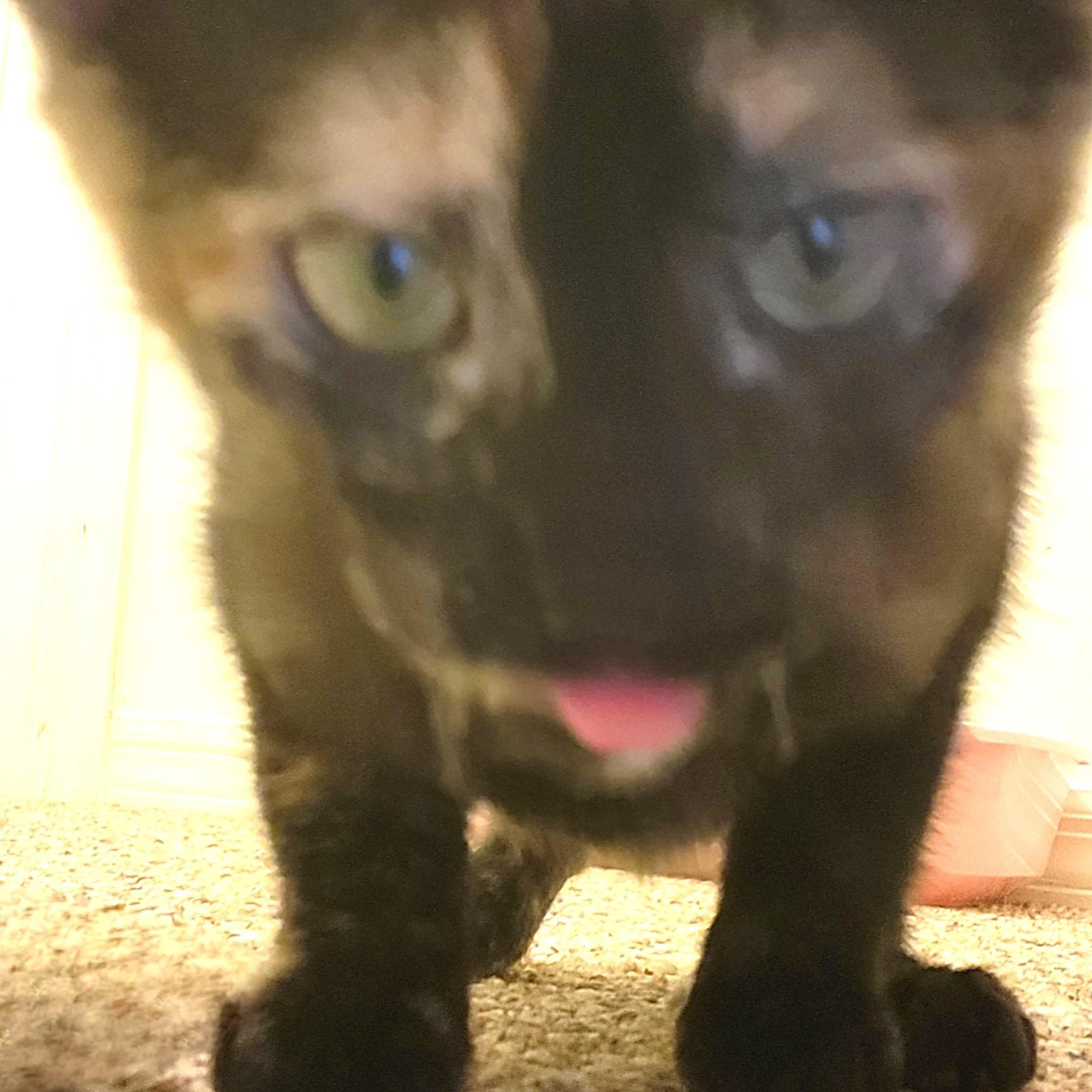 Maya, an adopted Domestic Short Hair in New Port Richey, FL image 6/6