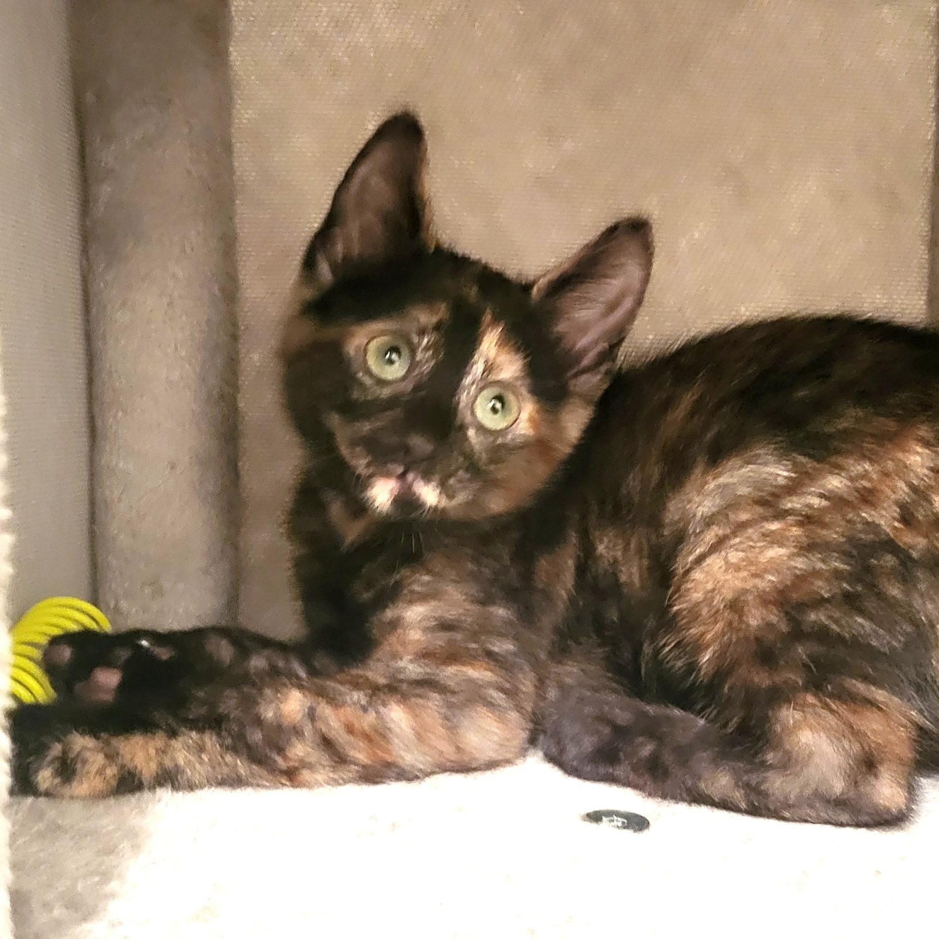 Maya, an adopted Domestic Short Hair in New Port Richey, FL image 3/6