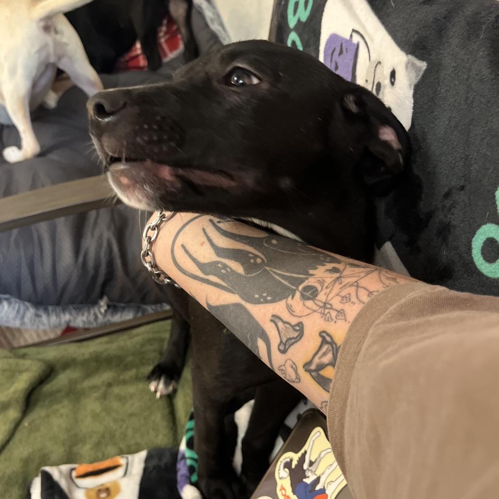 Inori (Foster), Adoptable, Puppy Female Terrier.