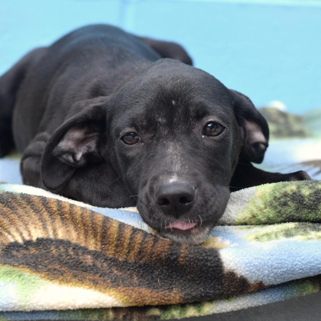 Enlarge Inori (Foster), a Adoptable Terrier in Belleville, IL image 2/5