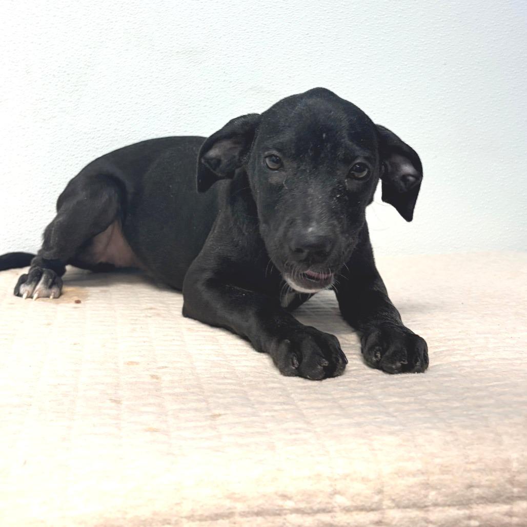 Enlarge Inori (Foster), a Adoptable Terrier in Belleville, IL image 3/5