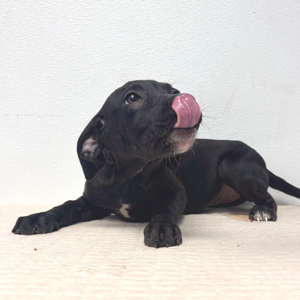 Enlarge Inori (Foster), a Adoptable Terrier in Belleville, IL image 4/5
