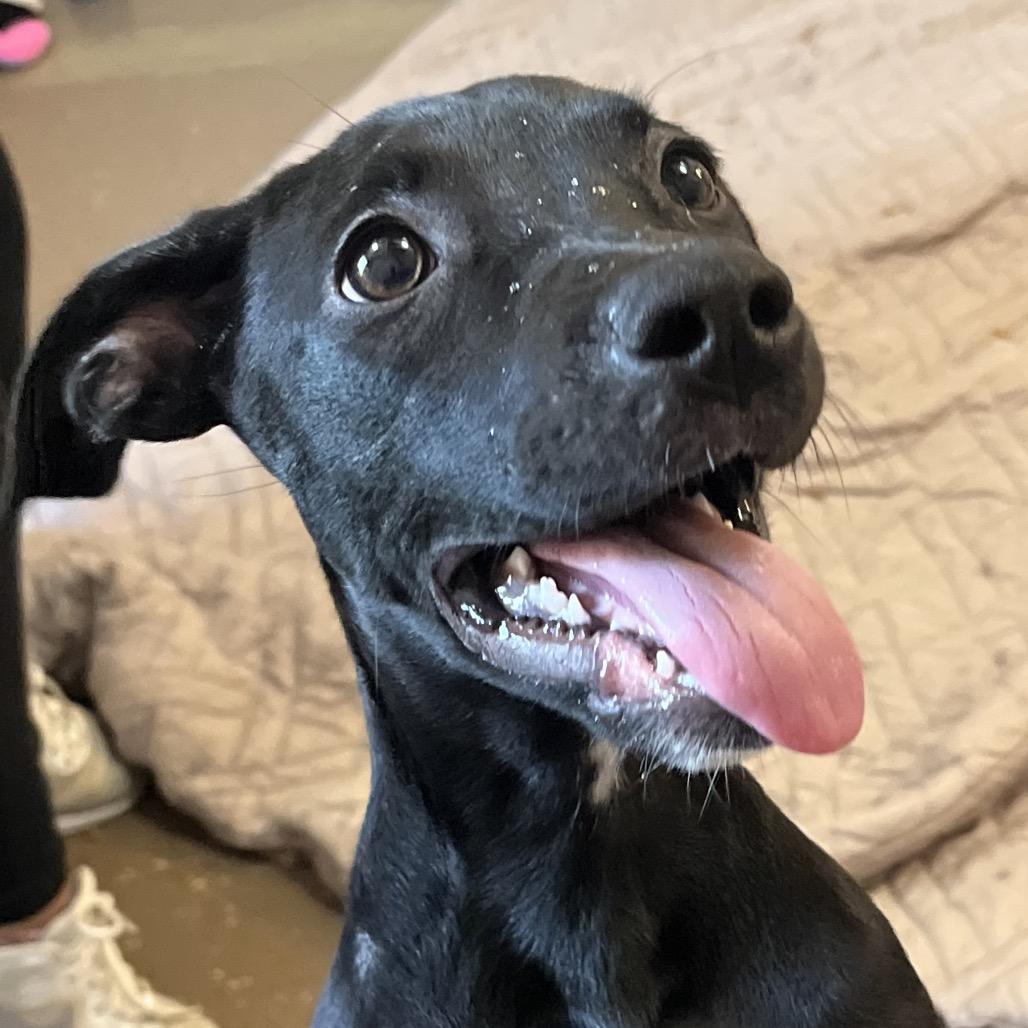 Enlarge Inori (Foster), a Adoptable Terrier in Belleville, IL image 5/5