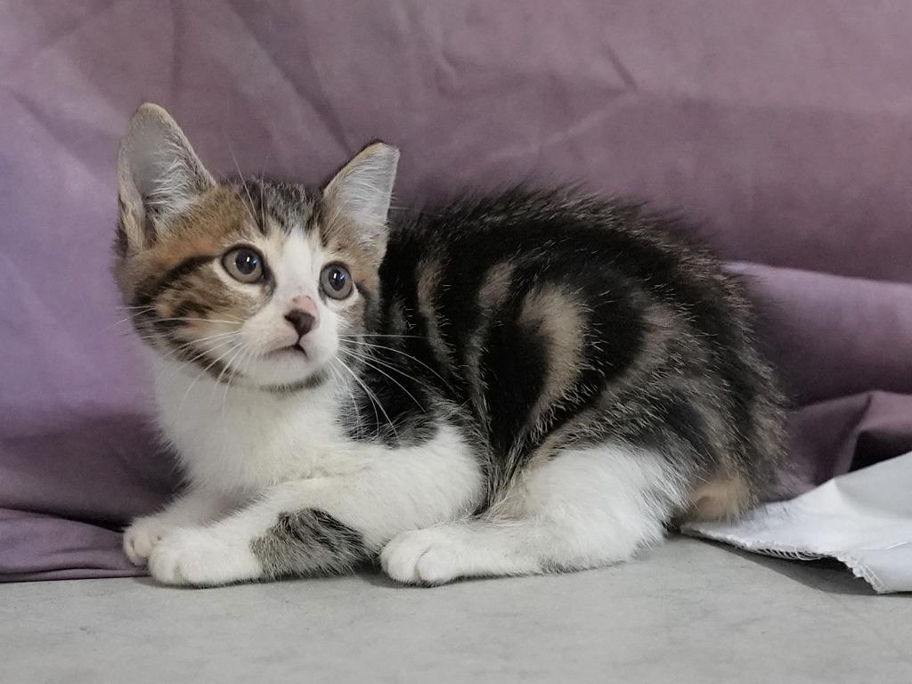Autumn, Adoptable, Kitten Male Domestic Short Hair.