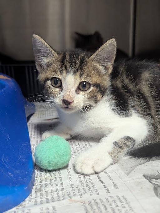Enlarge Autumn, a Adoptable mixed breed in Springfield, GA image 2/3