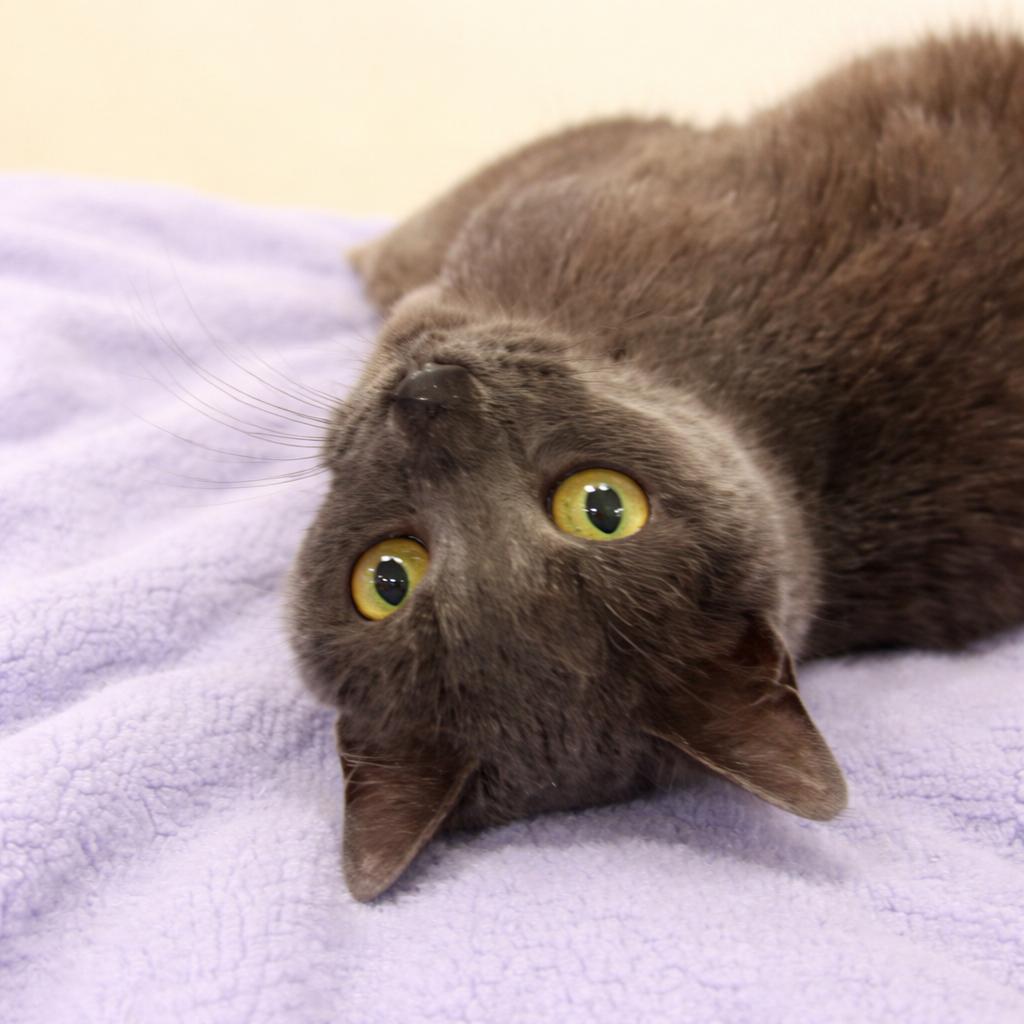 Enlarge Darby, a ADOPTABLE Domestic Short Hair in Long Beach, WA image 3/4