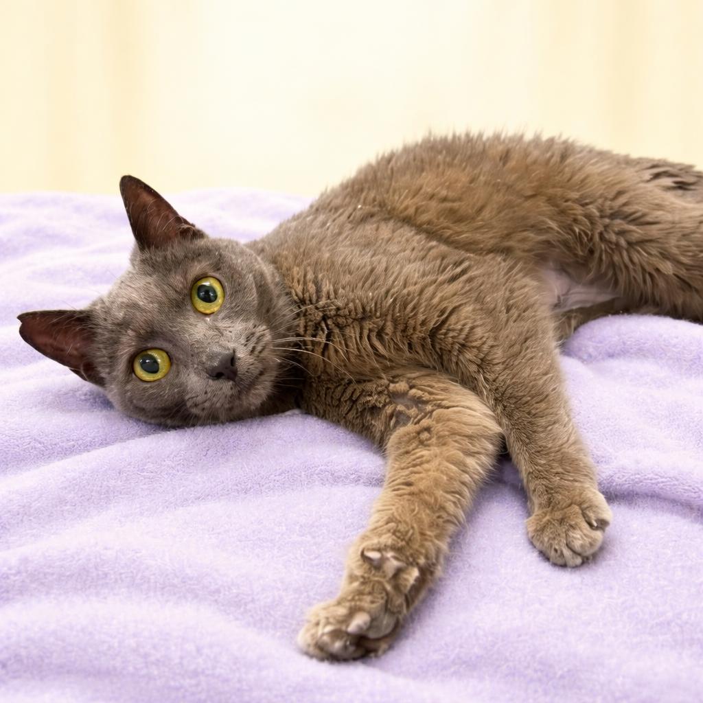 Darby, ADOPTABLE, Senior Female Domestic Short Hair.