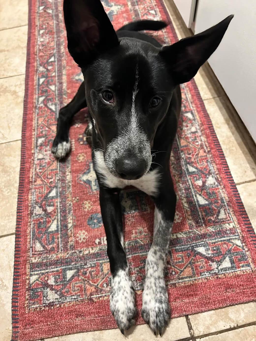 Huckleberry “Huck”, an adoptable mixed breed in Hood River, OR image 3/6