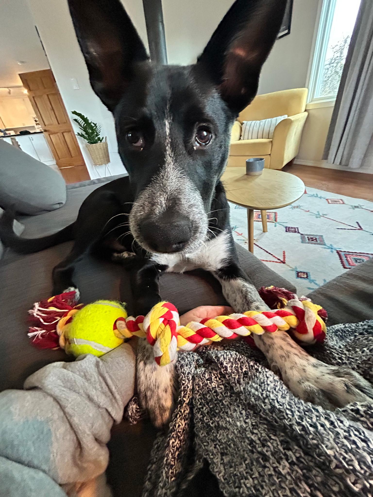 Enlarge Huckleberry “Huck”, a ADOPTABLE mixed breed image 1/1