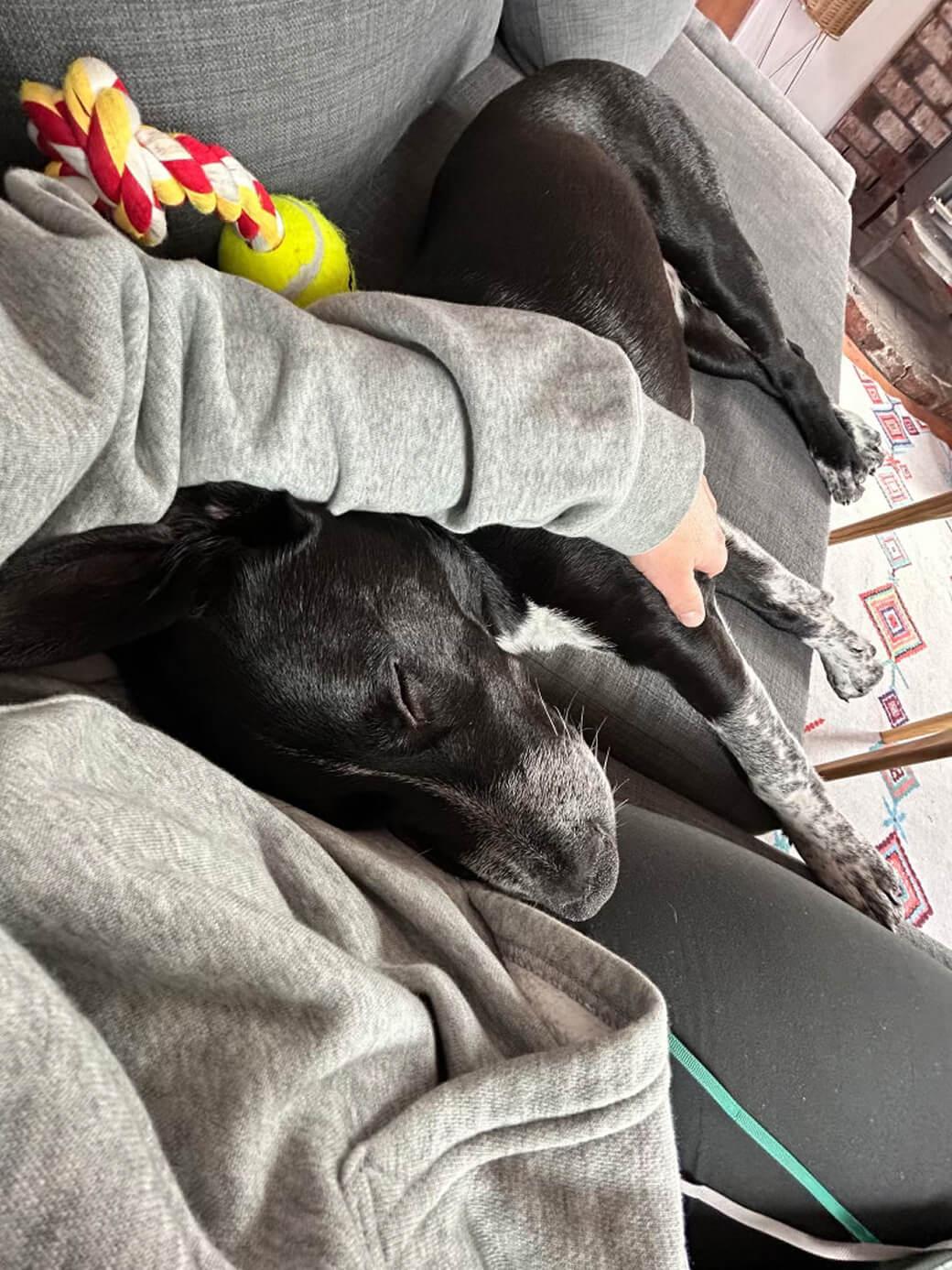 Huckleberry “Huck”, an adoptable mixed breed in Hood River, OR image 5/6