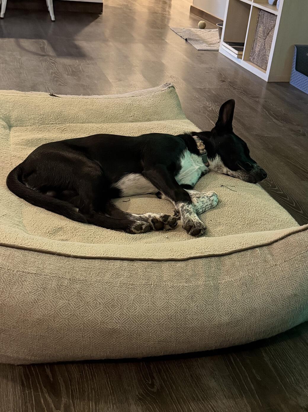 Huckleberry “Huck”, an adoptable mixed breed in Hood River, OR image 4/6