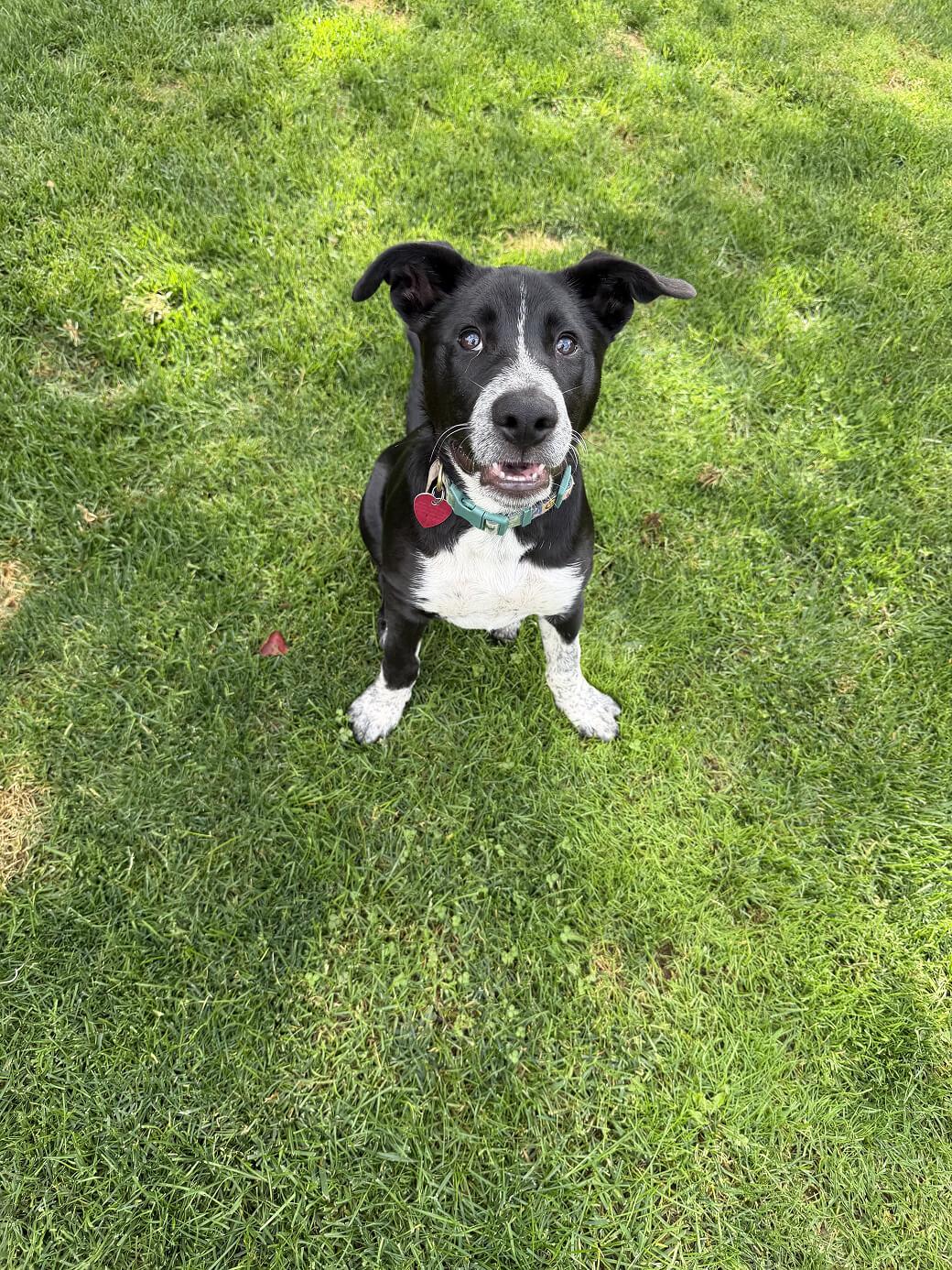 Huckleberry “Huck”, an adoptable mixed breed in Hood River, OR image 2/6
