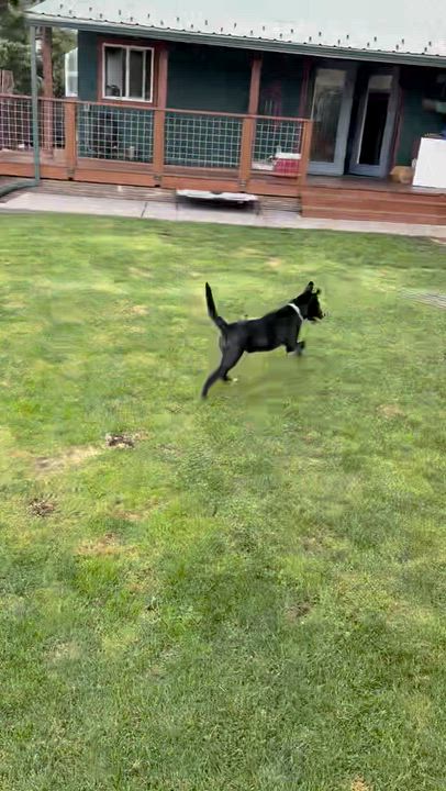 Enlarge Huckleberry “Huck”, an adoptable mixed breed in Hood River, OR video 6/6