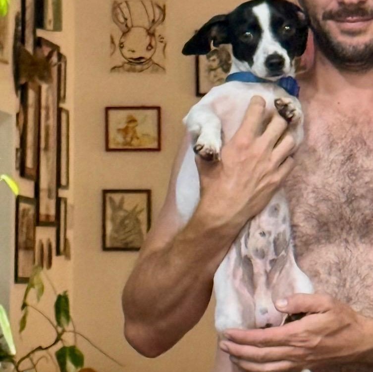 Yahtzee, Adoptable, Adult Male Rat Terrier.