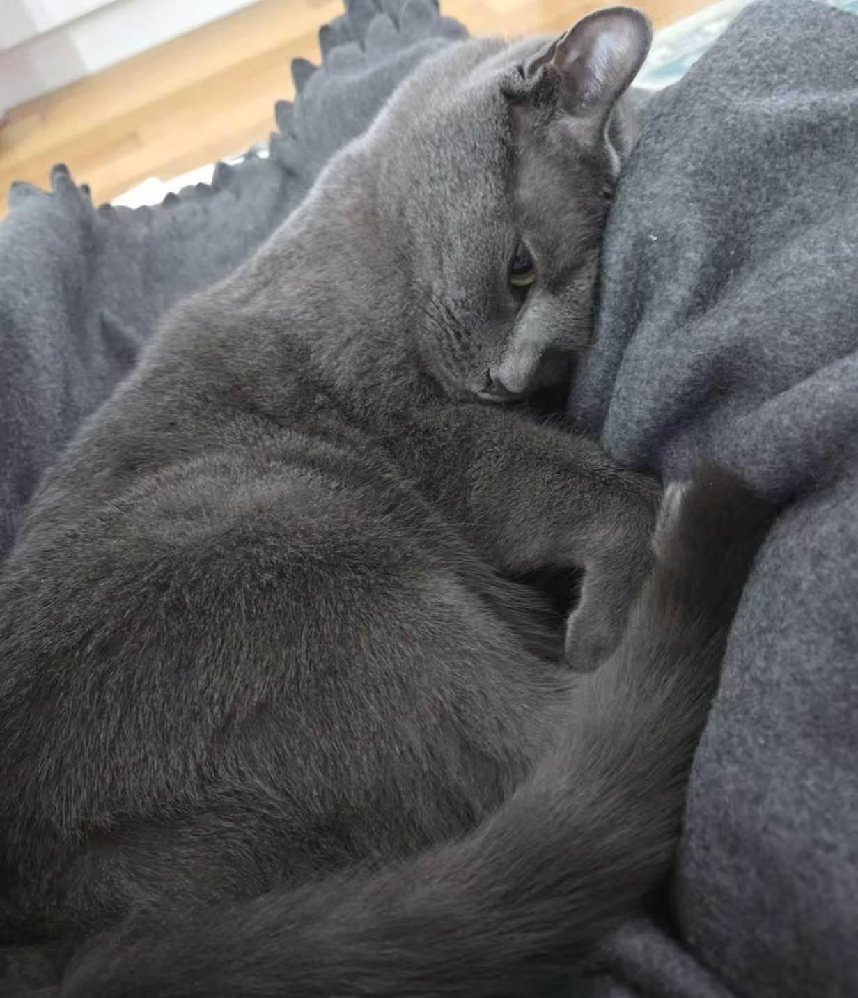 Figgy, ADOPTABLE, Young Male Russian Blue & Domestic Short Hair.