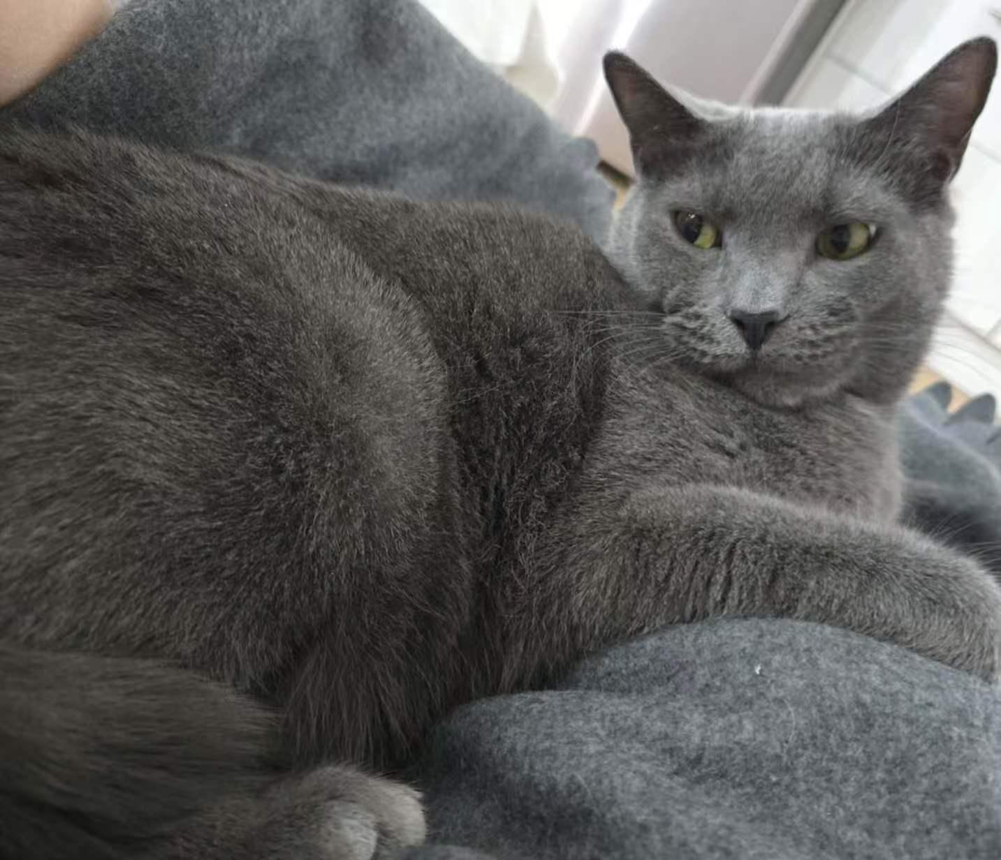 Figgy, a ADOPTABLE mixed breed in Flushing, NY image 2/6