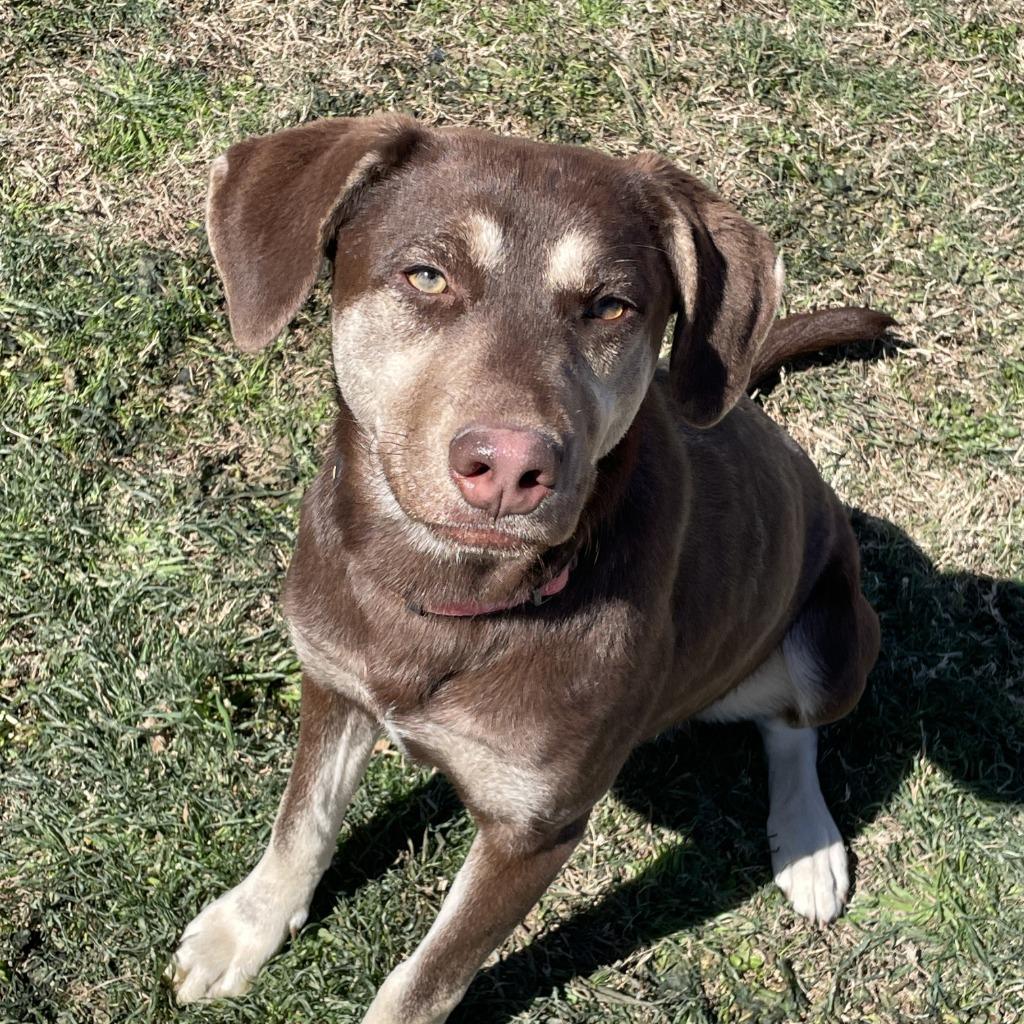 Sally, Adoptable, Young Female Labrador Retriever & Pit Bull Terrier.