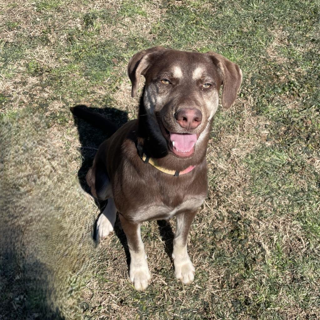 Enlarge Sally, a Adoptable mixed breed in Brenham, TX image 2/6