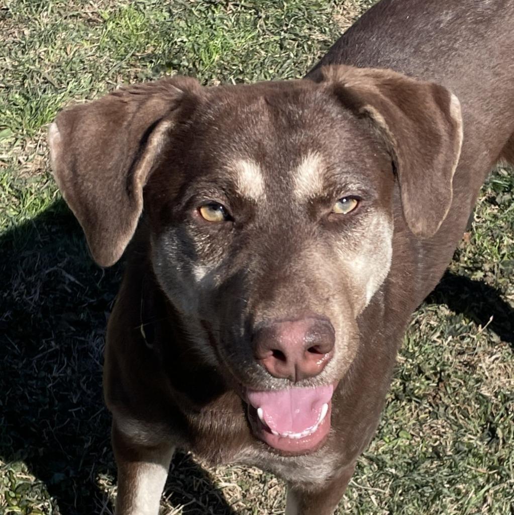 Sally, Adoptable, Young Female Labrador Retriever & Pit Bull Terrier.