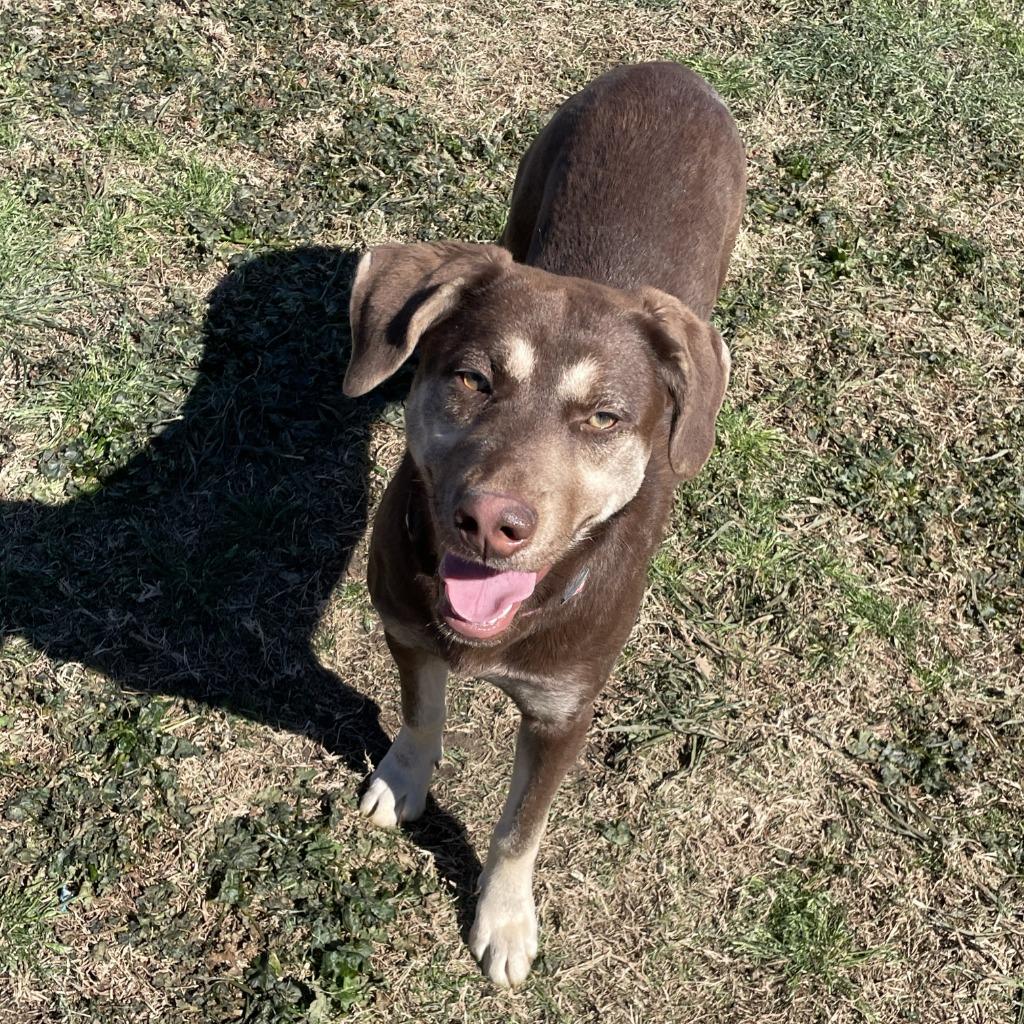 Enlarge Sally, a Adoptable mixed breed in Brenham, TX image 4/6