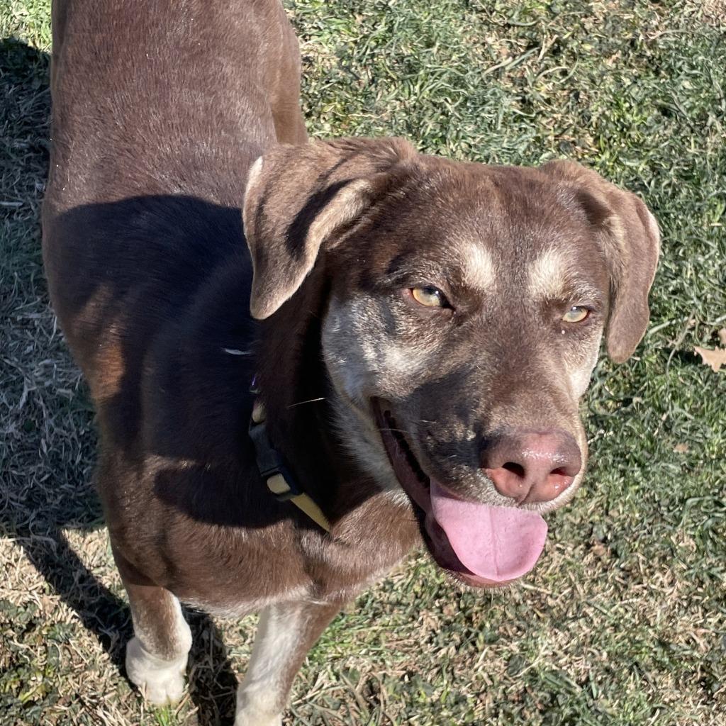 Enlarge Sally, a Adoptable mixed breed in Brenham, TX image 5/6