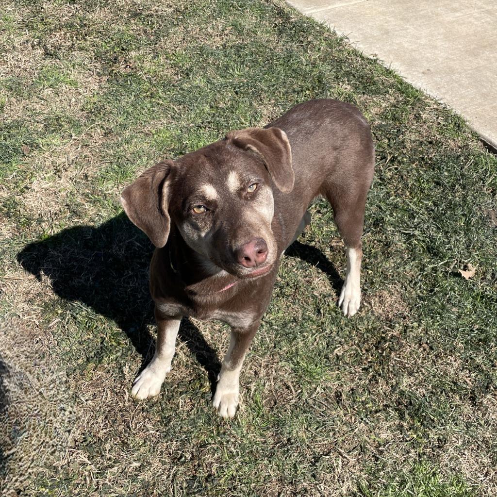 Enlarge Sally, a Adoptable mixed breed in Brenham, TX image 6/6
