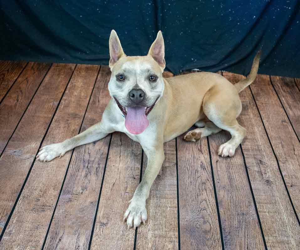 Enlarge Victor, a Adoptable mixed breed in Kennesaw, GA image 5/6