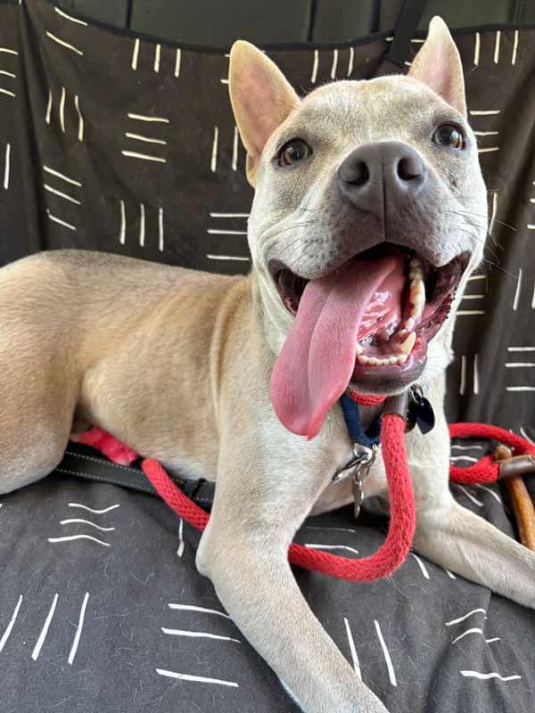 Enlarge Victor, a Adoptable mixed breed in Kennesaw, GA image 3/6